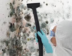 Environmental Consulting for Mold Prevention in East San Gabriel, CA